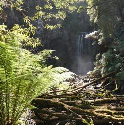 Hopetoun Falls with ferns
